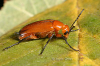 : Nemognatha lurida