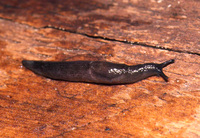 : Milax gagates; Jet Greenhouse Slug