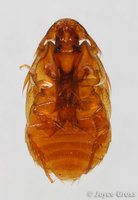 : Platypsyllus castoris; Beaver Parasite Beetle