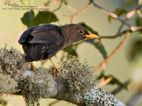 Island Thrush Scientific name - Turdus poliocephalus