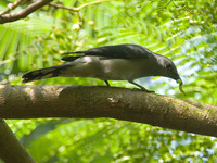 Black-winged Cuckoo-shrike 暗灰鵑鵙