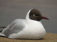 Larus ridibundus Black-headed Gull ユリカモメ