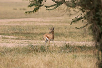 Gazelle