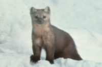 고산족제비 Mustela altaica Mountain Weasel