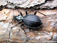 Carabus arcadicus merlini