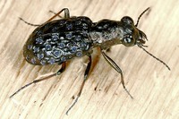 Elaphrus cupreus