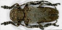 Niphona picticornis