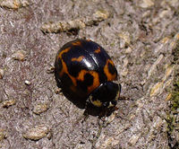 Harmonia axyridis - Asian Lady Beetle