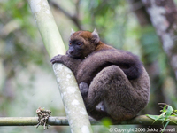 Hapalemur simus, male, Greater Bamboo Lemur