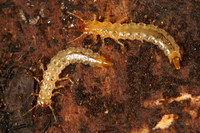 Dendrophagus crenatus