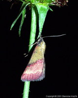 Phytometra viridaria - Small Purple-barred