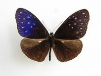 Euploea mulciber