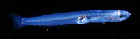 Image of Crystallogobius linearis, Crystal goby, Gobi de vidre, Llengüeta blanca, Glavoc kristal...