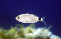 Oblada melanura, Saddled seabream: fisheries, gamefish