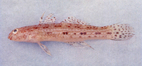 Istigobius campbelli, :