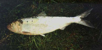 Alosa fallax, Twaite shad: fisheries