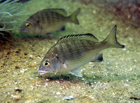 Acanthopagrus schlegelii schlegelii, Black porgy: fisheries, aquaculture, gamefish