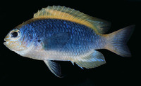 Chrysiptera flavipinnis, Yellowfin damselfish: aquarium