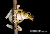 Spotted-thighed Tree Frog - Hyla faciata