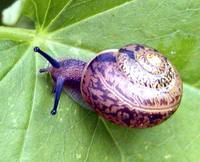 Fruticicola fruticum