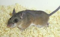 Image of: Peromyscus mexicanus (Mexican deer mouse)