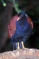 Macropygia phasianella - Brown Cuckoo-Dove