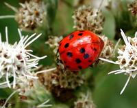 Image of: Harmonia axyridis