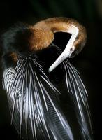 Anhinga rufa - African Darter