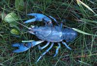 Image of: Orconectes virilis (virile crayfish)