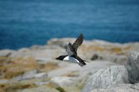 Image of: Alca torda (razorbill)