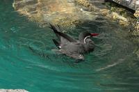 Image of: Larosterna inca (Inca tern)