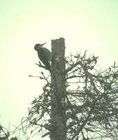 Image of: Picoides arcticus (black-backed woodpecker)