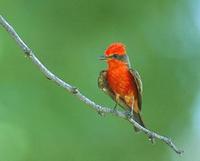 Image of: Pyrocephalus rubinus (vermilion flycatcher)