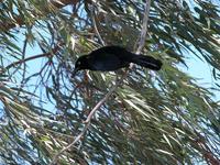 Image of: Quiscalus mexicanus (great-tailed grackle)