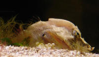 Image of: Rhamphocottus richardsoni (grunt sculpin)