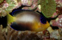 Centropyge multicolor - Multicolor Angelfish