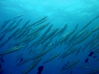 Sphyraena forsteri - Bigeye Barracuda