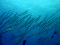 Sphyraena forsteri - Bigeye Barracuda