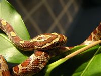 Pantherophis guttatus