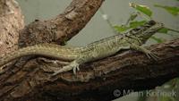 Hydrosaurus pustulatus - Crested Lizard