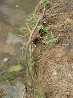 Otocryptis nigristigma