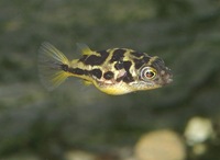 Carinotetraodon travancoricus - Malabar Pufferfish