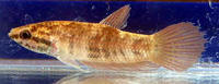 Betta chini