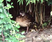 Spotted Whistling-duck - Dendrocygna guttata