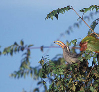 Malabar Grey Hornbill - Ocyceros griseus