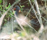 Water Rail - Rallus aquaticus