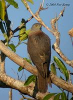 Brown Goshawk - Accipiter fasciatus