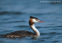 Great Crested Grebe - Podiceps cristatus