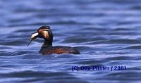 Black-necked Grebe - Podiceps nigricollis