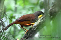 Rufous-vented Laughingthrush - Garrulax gularis